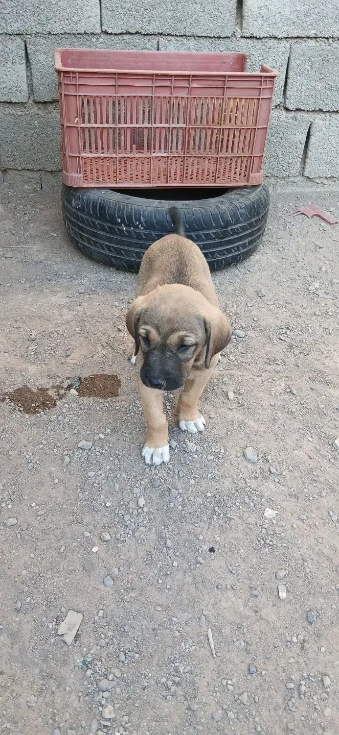 توله سگ سرابی|سگ|اردبیل, |دیوار