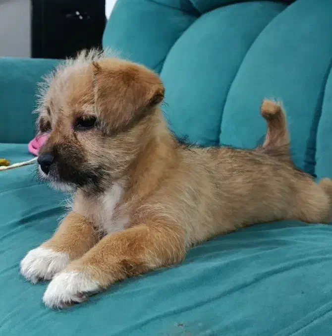 توله تریر عروسکی|سگ|محمدیه-قزوین, |دیوار