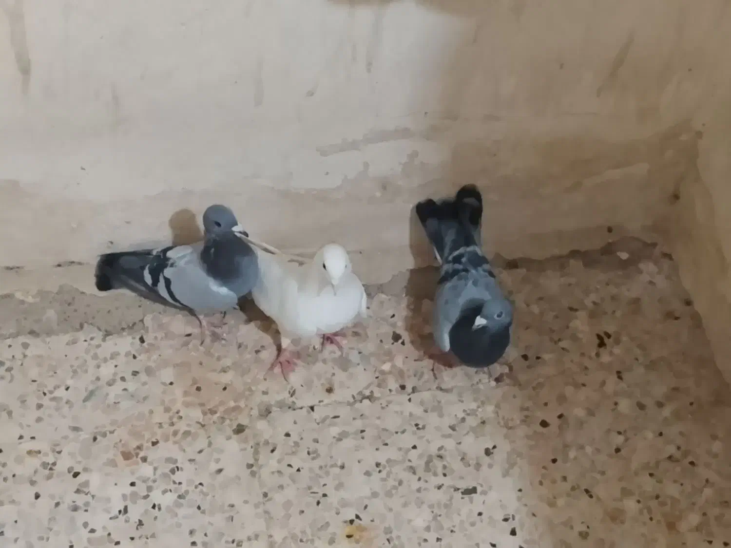 کبوتر|پرنده|زهک, |دیوار