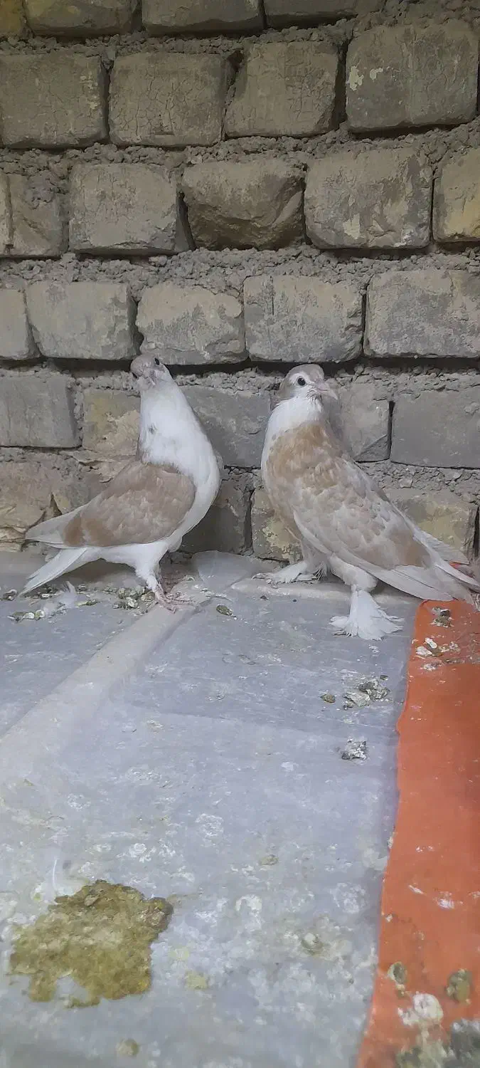 کبوتره دمگیر دوبحر ۳عدد فروشی|پرنده|برخوار, |دیوار
