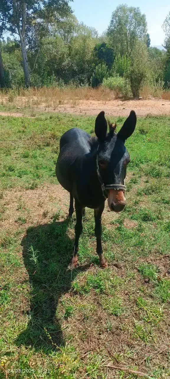 قاطر مشکی ماده|حیوانات مزرعه|طالقان, |دیوار