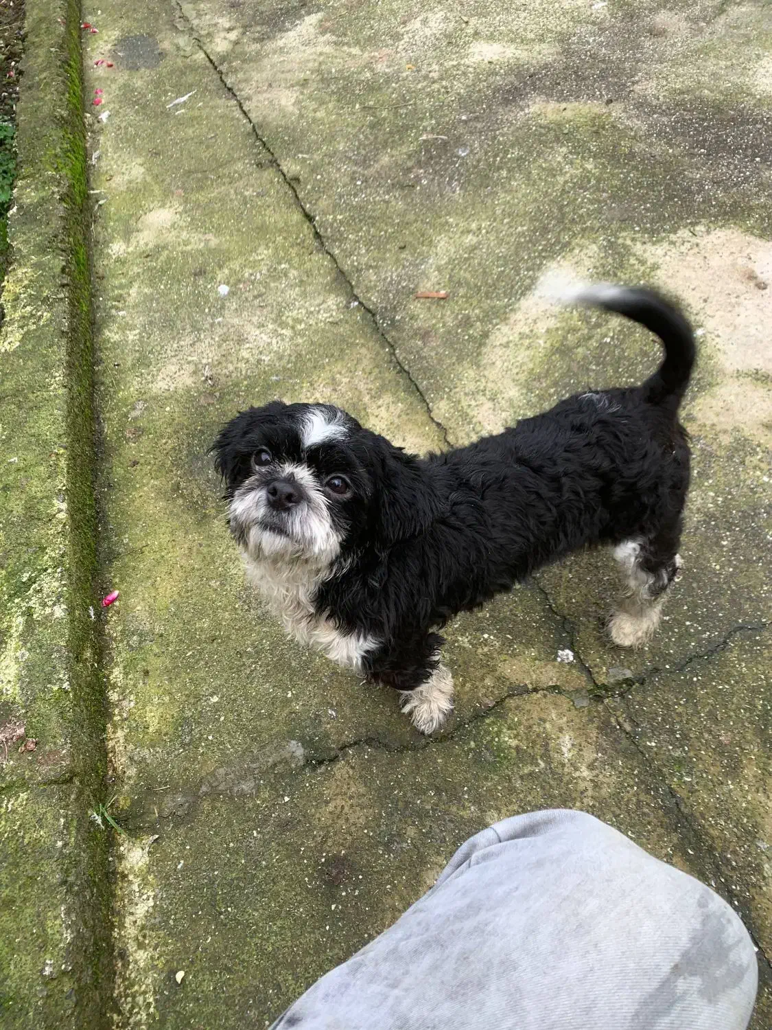 سگ پاکوتاه|سگ|آستارا, |دیوار