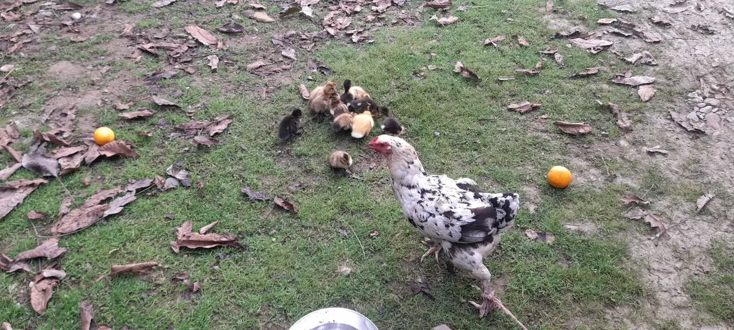 بوقلمون نر و جوجه اردک محلی فومن|حیوانات مزرعه|ماکلوان, |دیوار