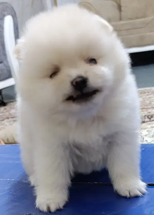 پامرخرسی|سگ|کرمانشاه, |دیوار