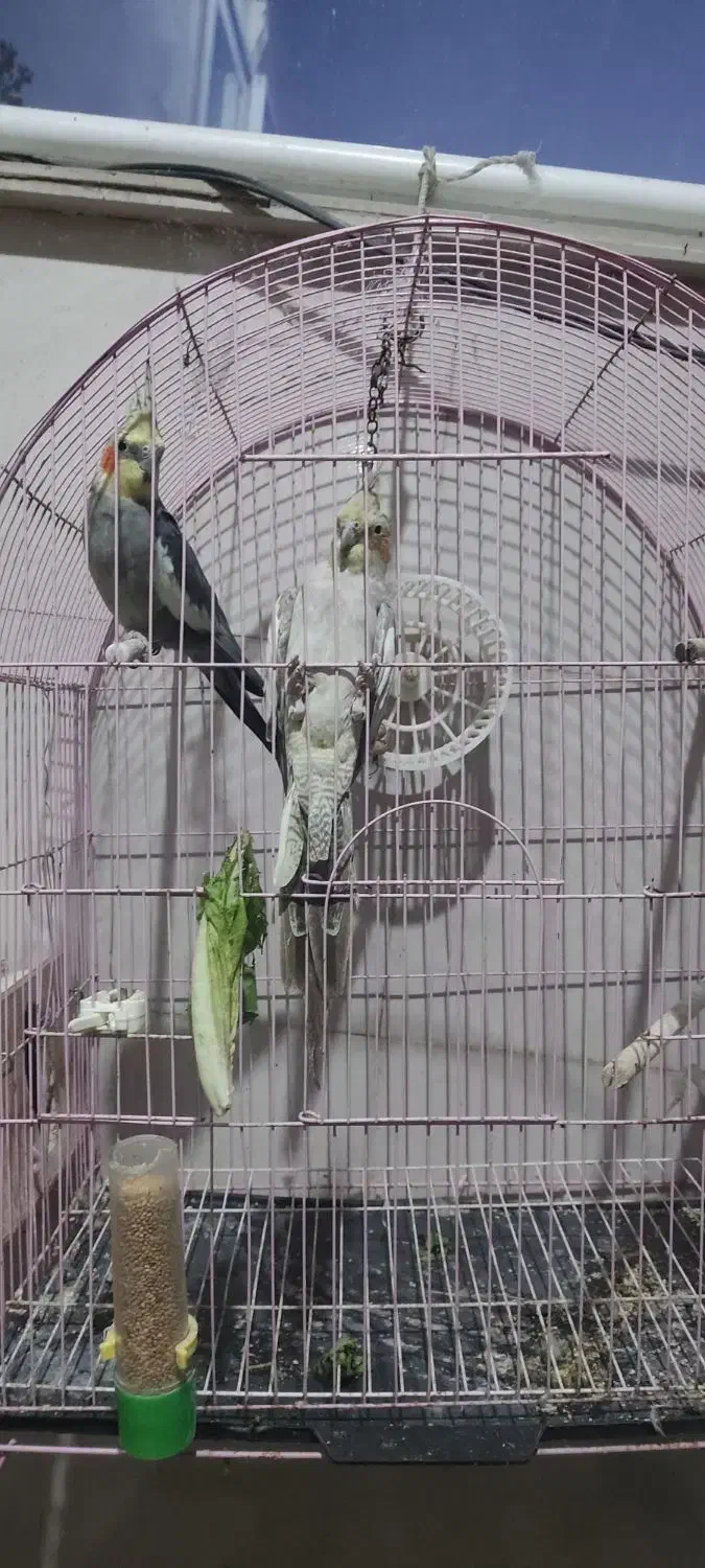 عروس هلندی جفت  بالغ|پرنده|لاهیجان, کوی زمانی|دیوار