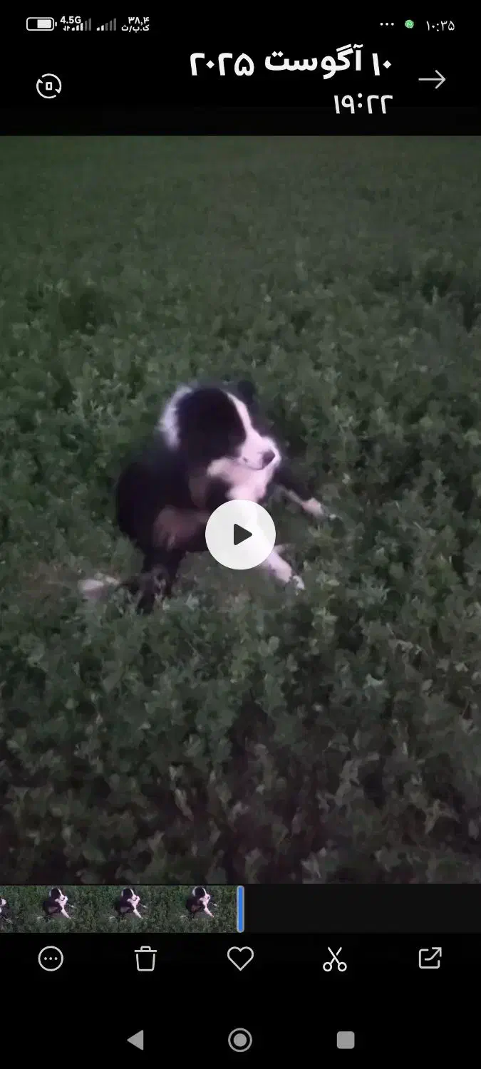 سگ نگهبان گم شده|حیوانات|کوهرنگ, |دیوار