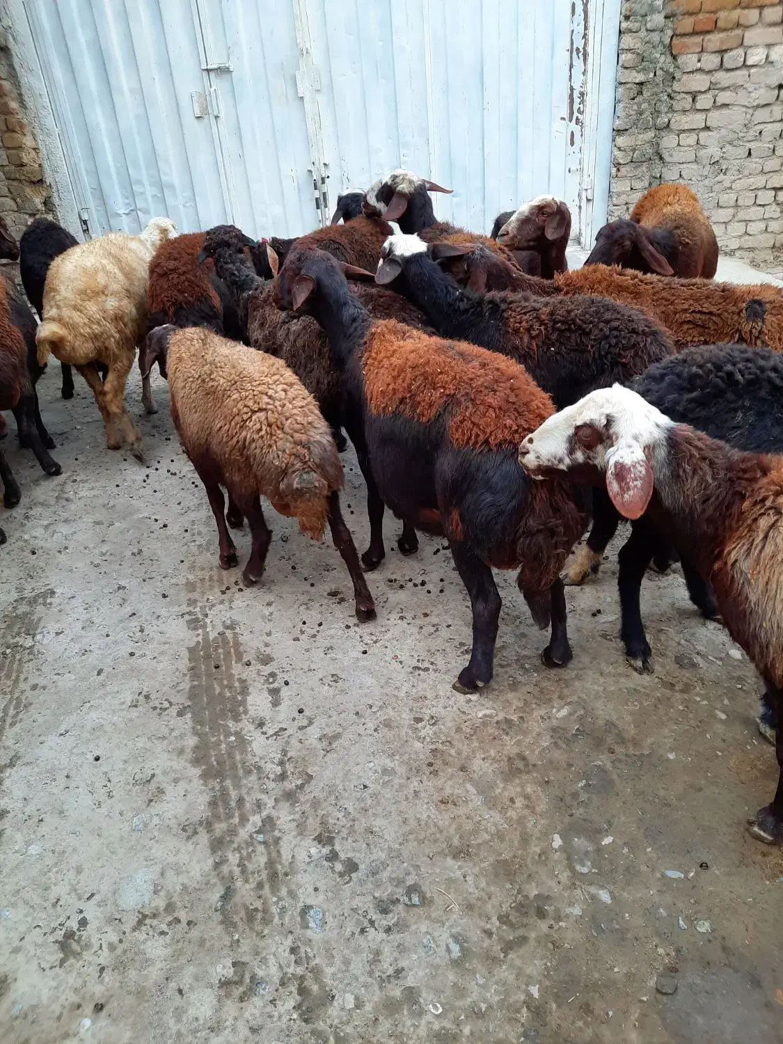 گوسفند|حیوانات مزرعه|سیلاخور, |دیوار