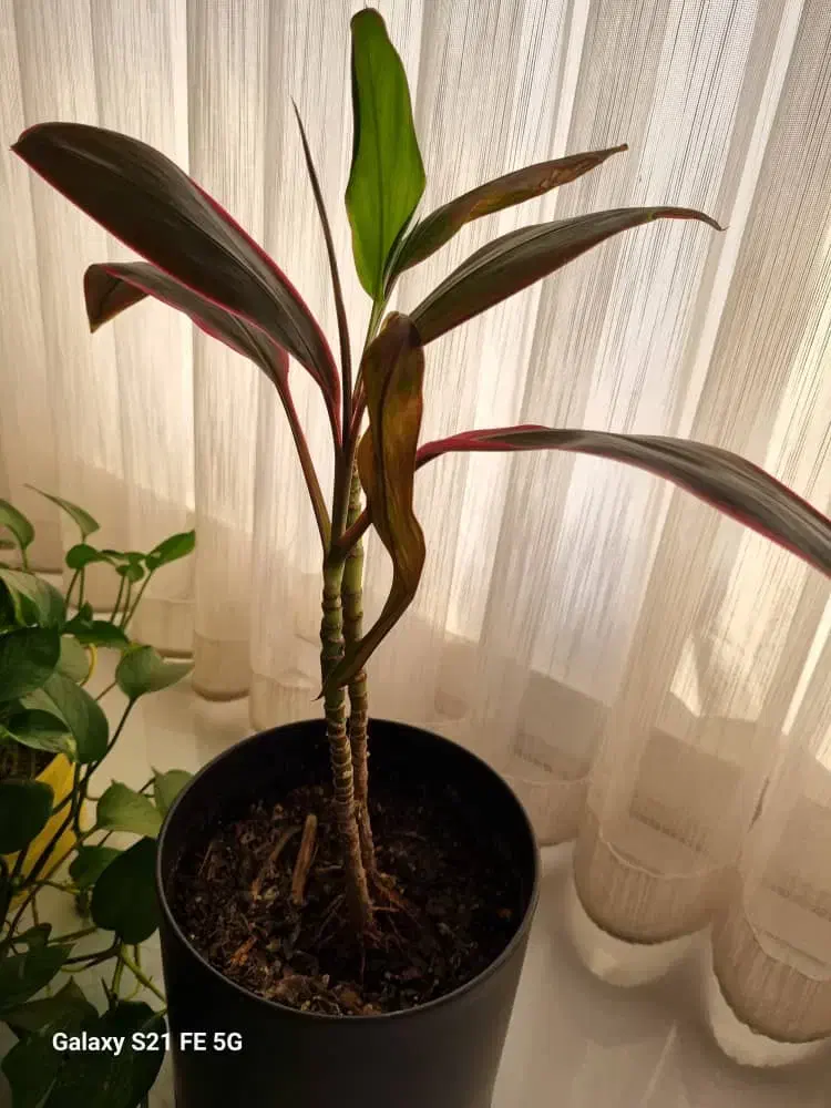 نظافتچی خانم|خدمات نظافت|تهران, مجیدآباد|دیوار