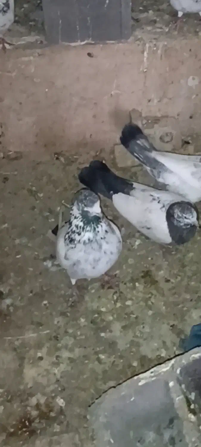 کبوتر پرشی اس|پرنده|مهدی شهر, |دیوار