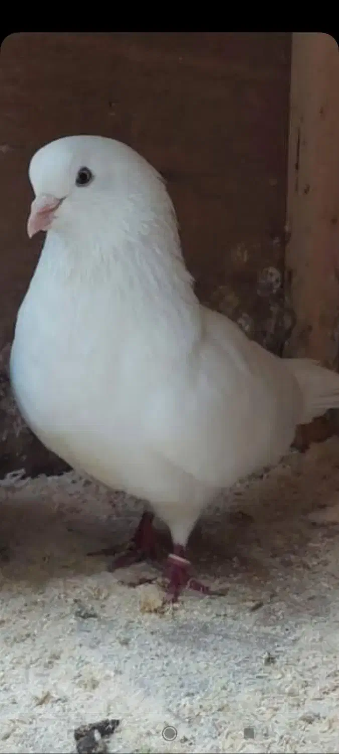 کفتر|حیوانات|بندر انزلی, چهارفریضه|دیوار