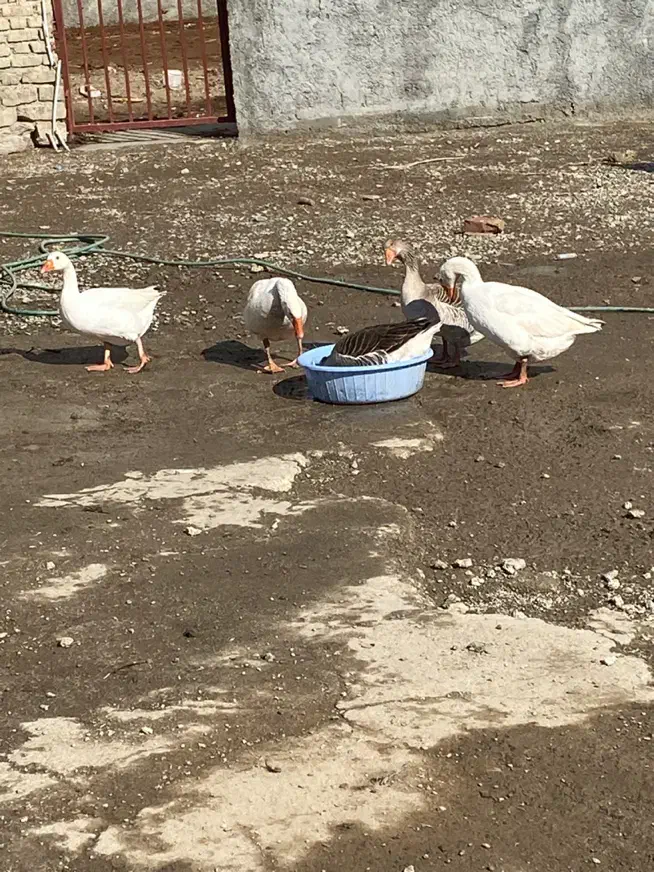 بوقلمون و غاز|حیوانات مزرعه|نقده, |دیوار