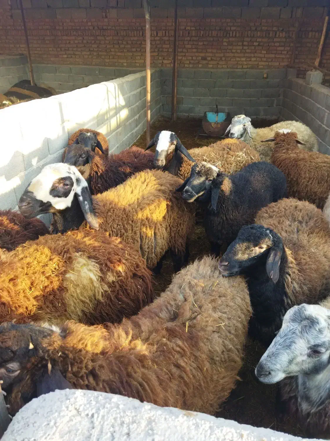 بره نر چاق در وزن های مختلف (میش.بز.شیشک)|حیوانات مزرعه|پیشوا, |دیوار