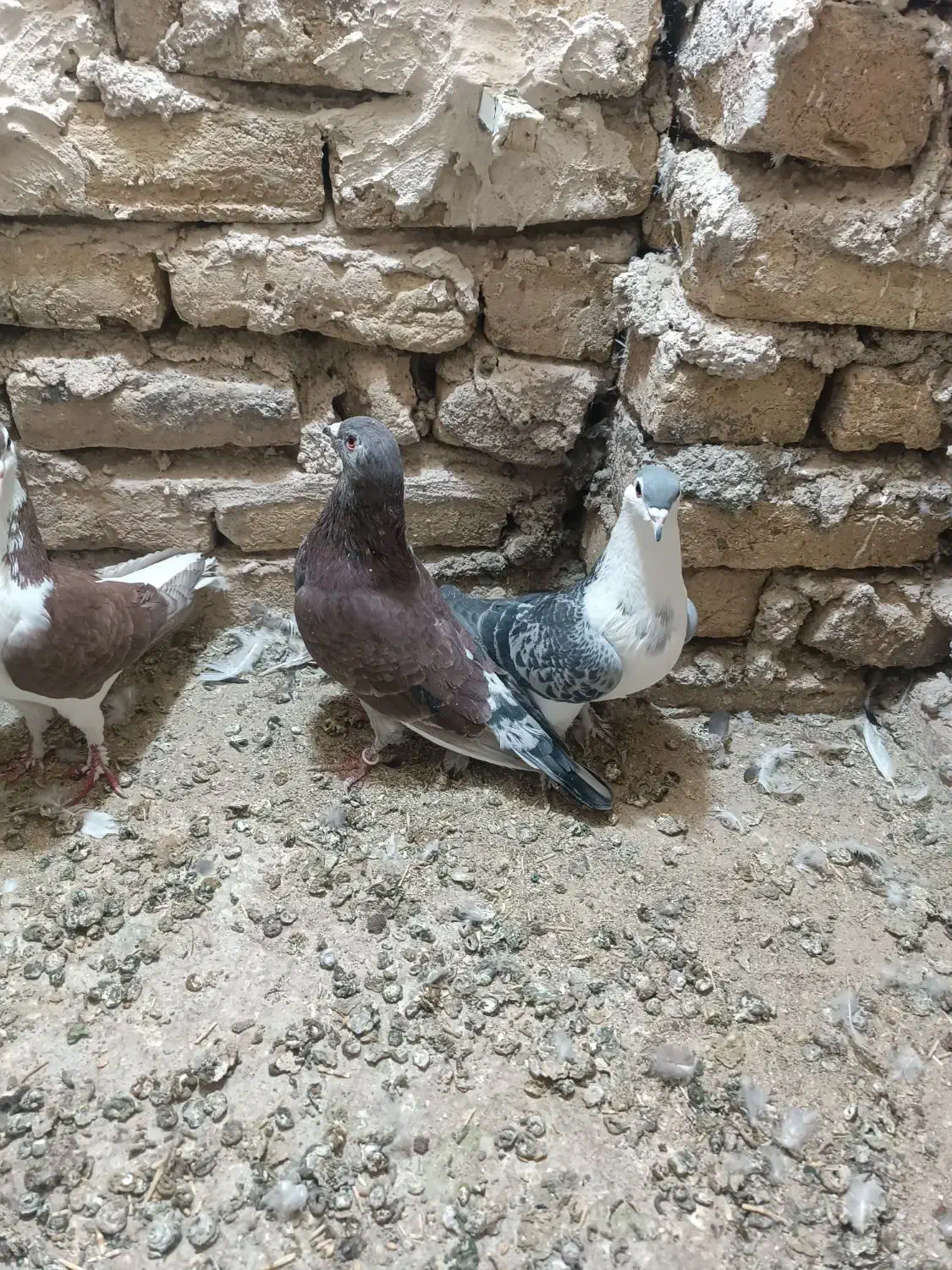 کبوتر|پرنده|مه ولات, |دیوار