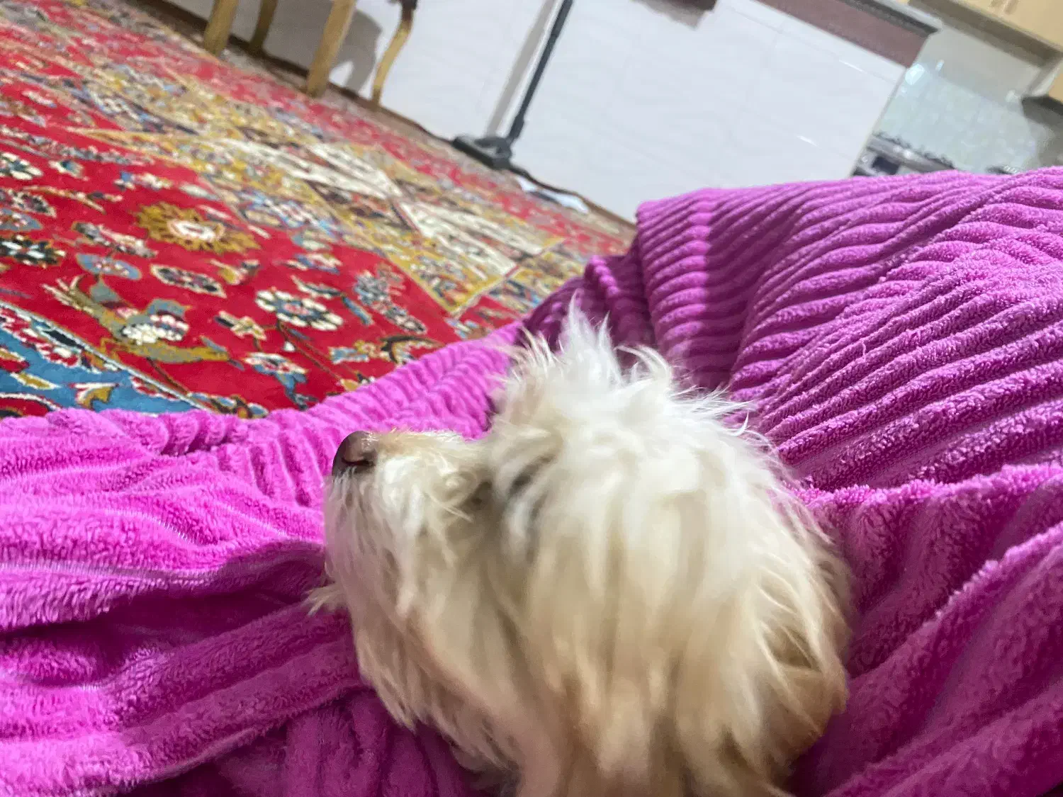 توله سگ پودل|سگ|هشتگرد, شهرک اقدسیه|دیوار