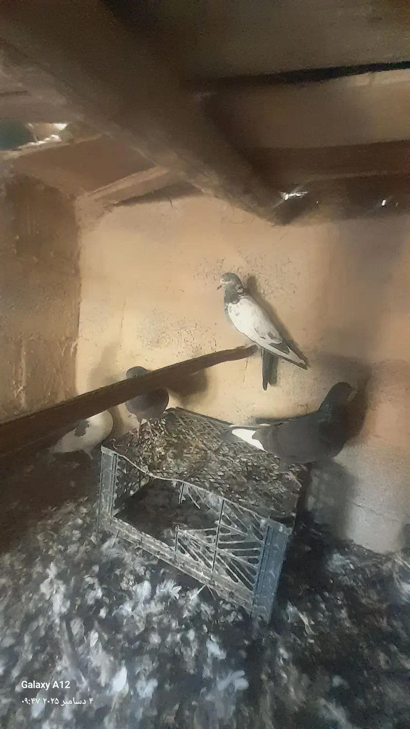 کبوتر ساعتی|پرنده|ایرانشهر, |دیوار