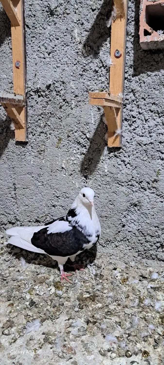 کبوتر تکپر مخصوص سخت پسندها|پرنده|کلاله, |دیوار