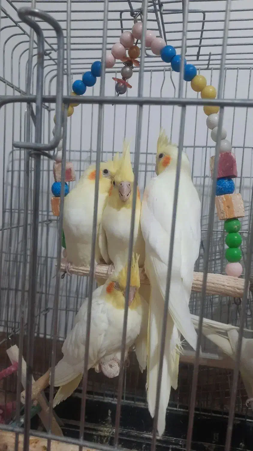 عروس هلندی|پرنده|سهند, |دیوار