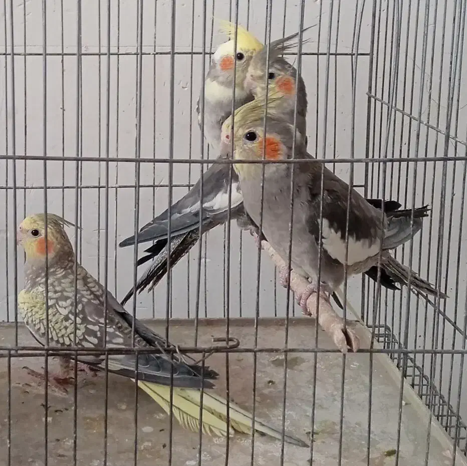 کبوترنر پرشی ،عروس هلندی،کوتوله|پرنده|کاشان, باغ ماجد|دیوار