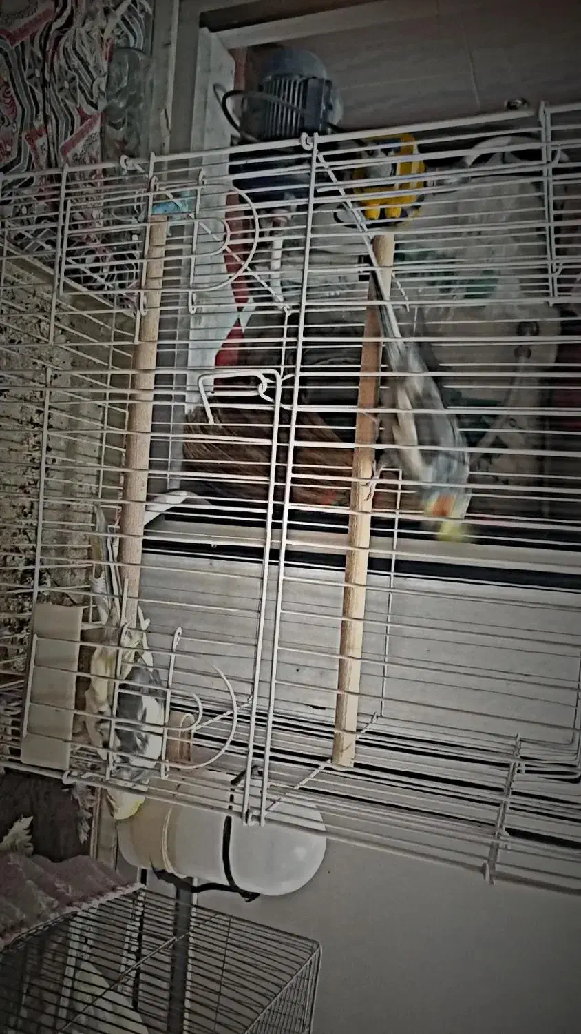 عروس هلندی|پرنده|نی‌ریز, |دیوار