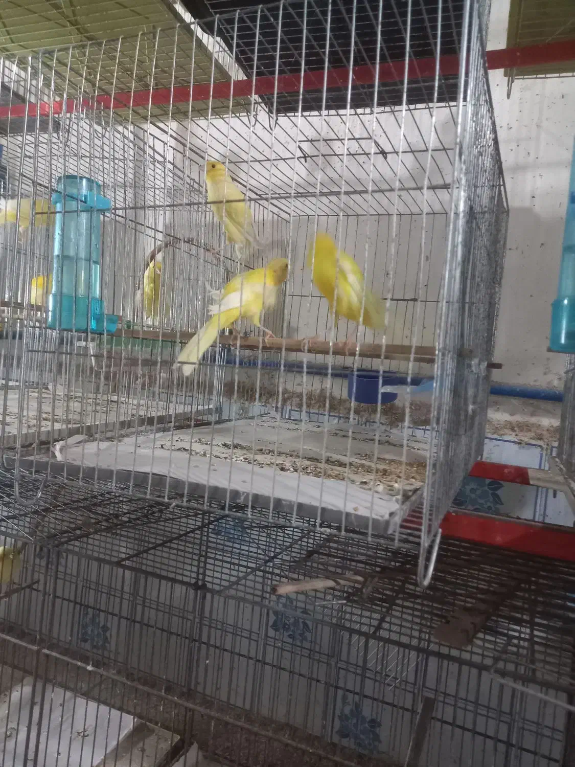 قناری سالم|پرنده|بندر انزلی, میان پشته|دیوار