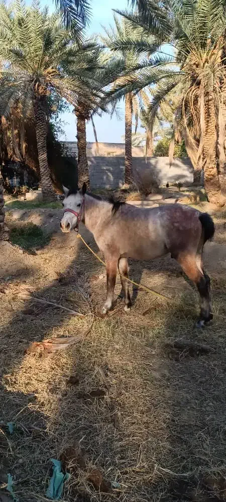 اسب سالم و سرحال|حیوانات مزرعه|کهنوج, |دیوار