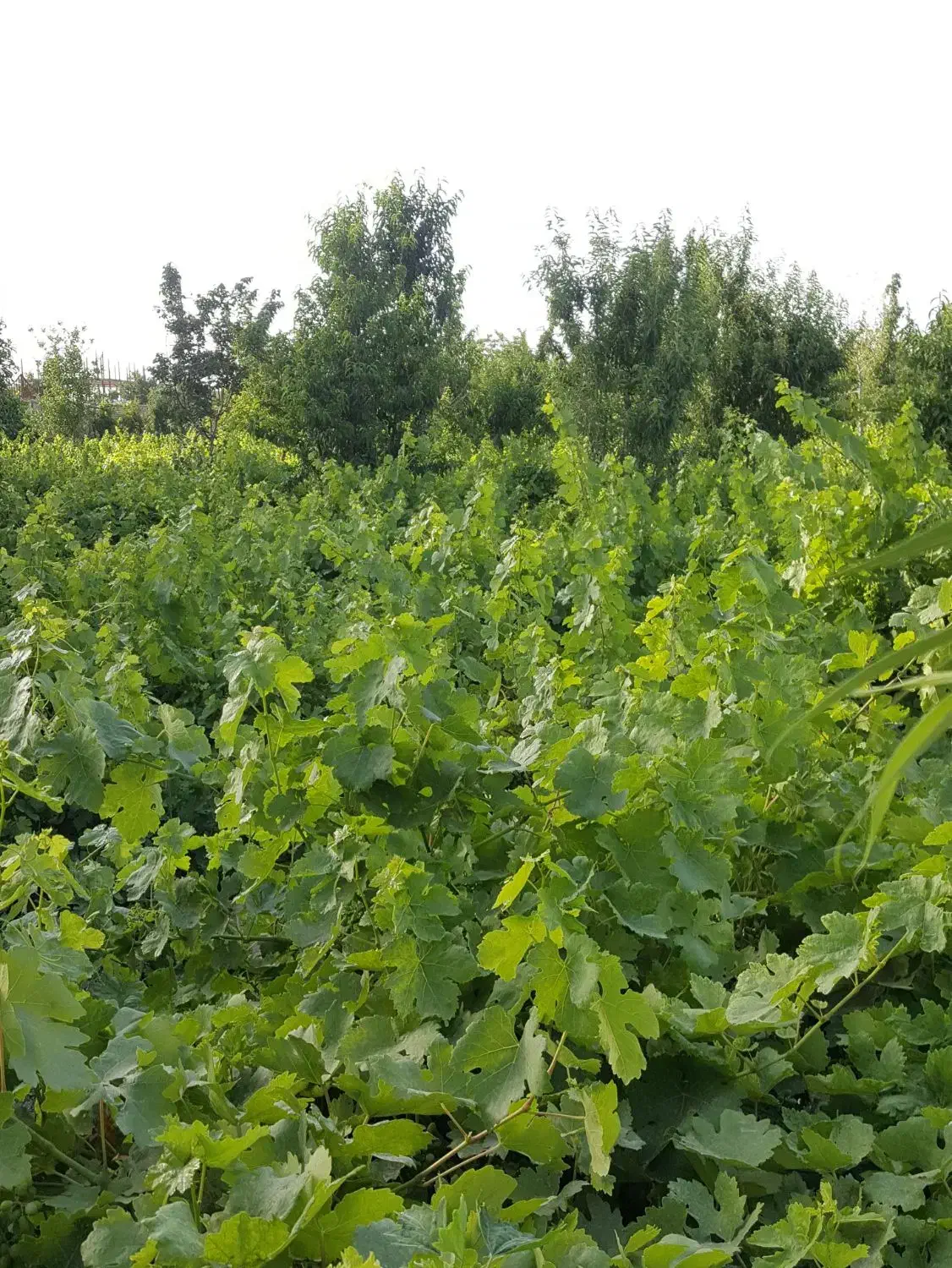 فروش تاکستان انگور ثمری در کوار|فروش زمین و ملک کلنگی|کوار, |دیوار