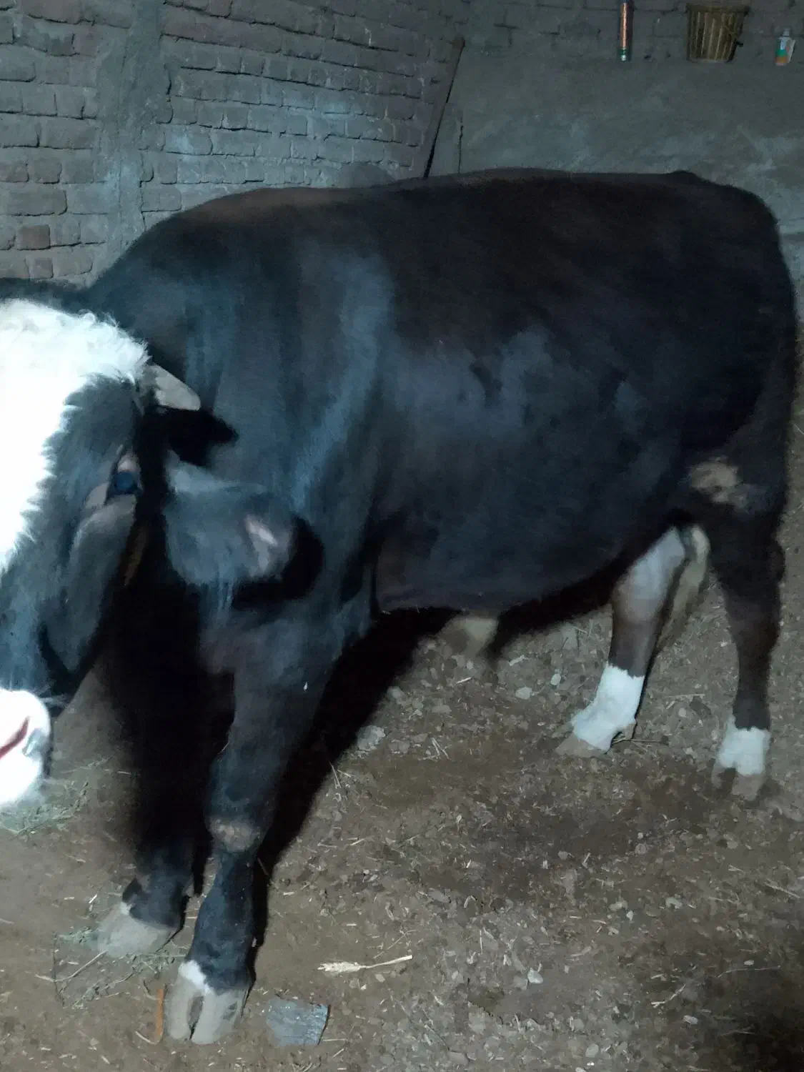 گاونر|حیوانات مزرعه|محمدیار, |دیوار