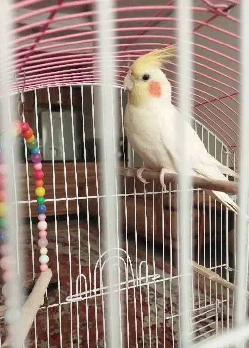 عروس هلندی لوتینو|پرنده|شهریار, شهرک وائین|دیوار