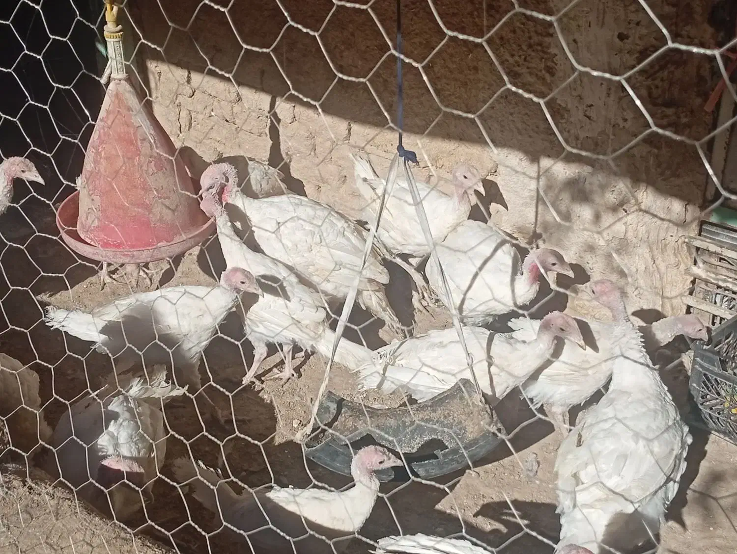 بوقلمون گوشتی پرورشی|حیوانات مزرعه|آشخانه, |دیوار