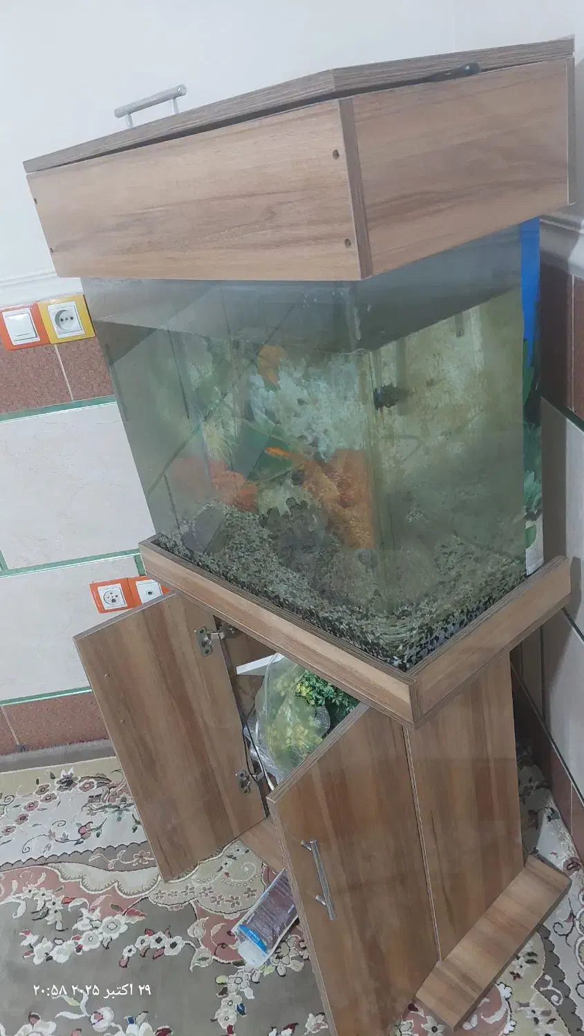 آکواریوم شیشه خم|ماهی|ورامین, شهرک مدرس|دیوار