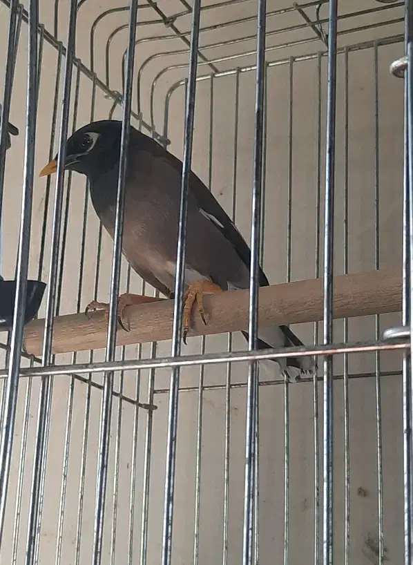 مرغ مینا|پرنده|رباط‌کریم, نصیرشهر|دیوار