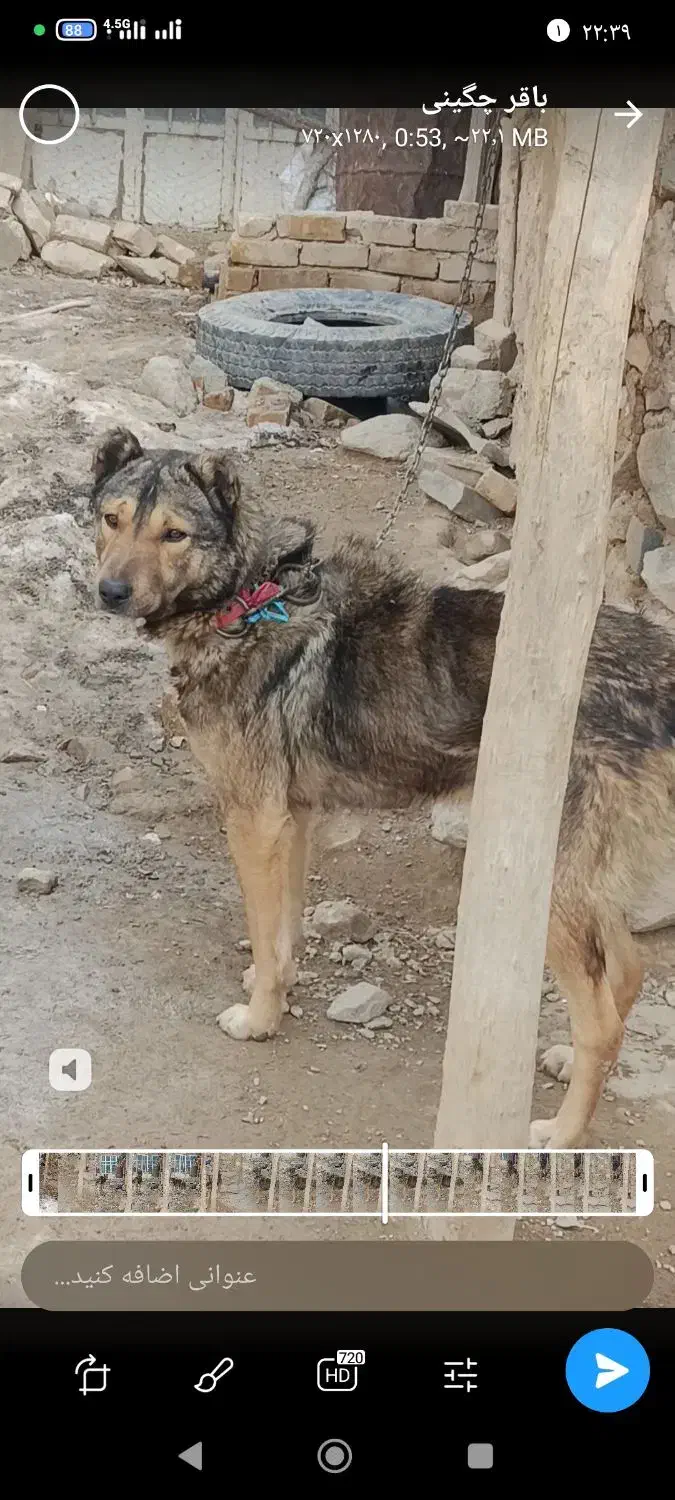 سگ نگهبان|سگ|قزوین, |دیوار