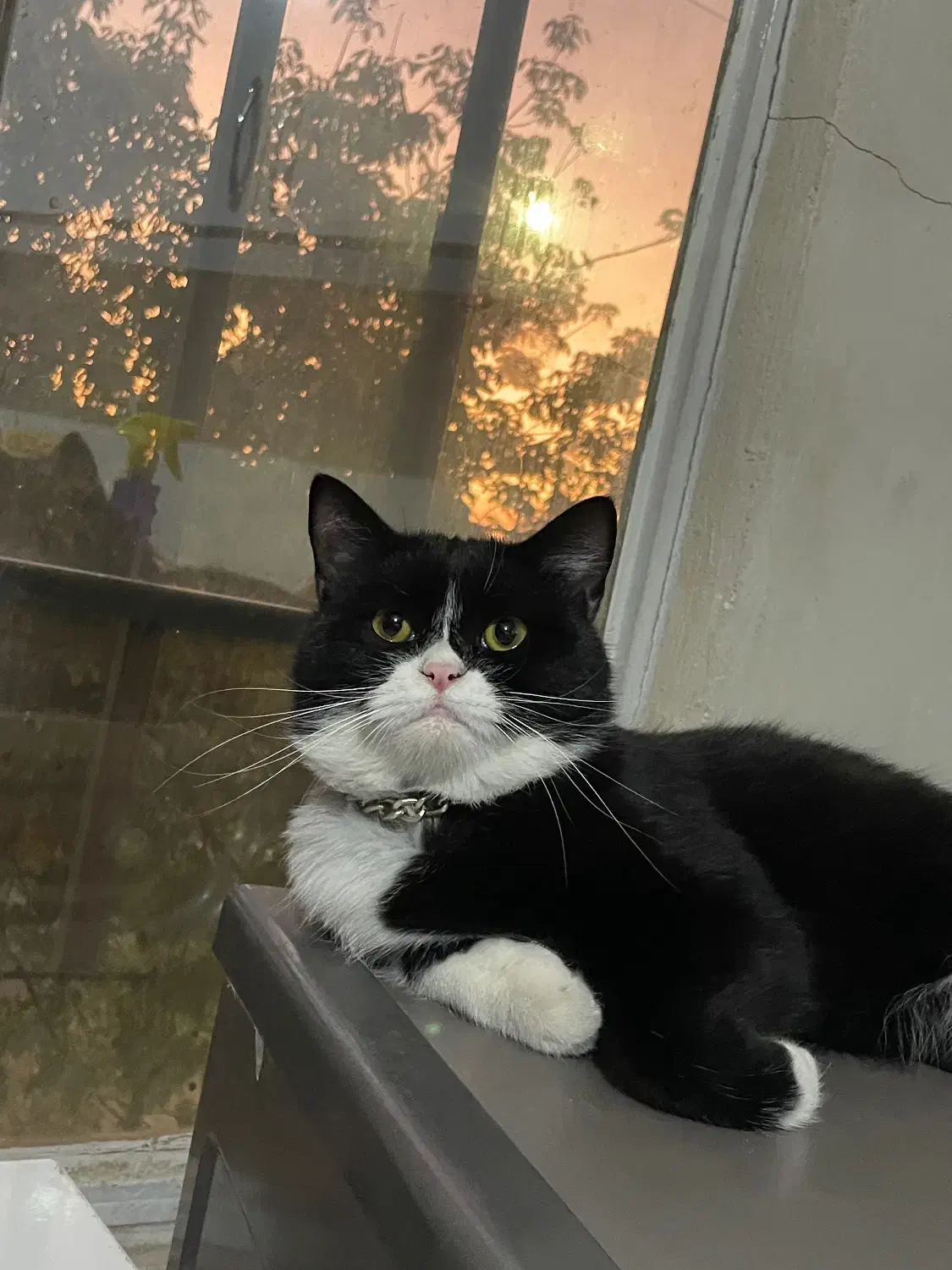 گربه نژاد دار|گربه|شیروان (خراسان), |دیوار