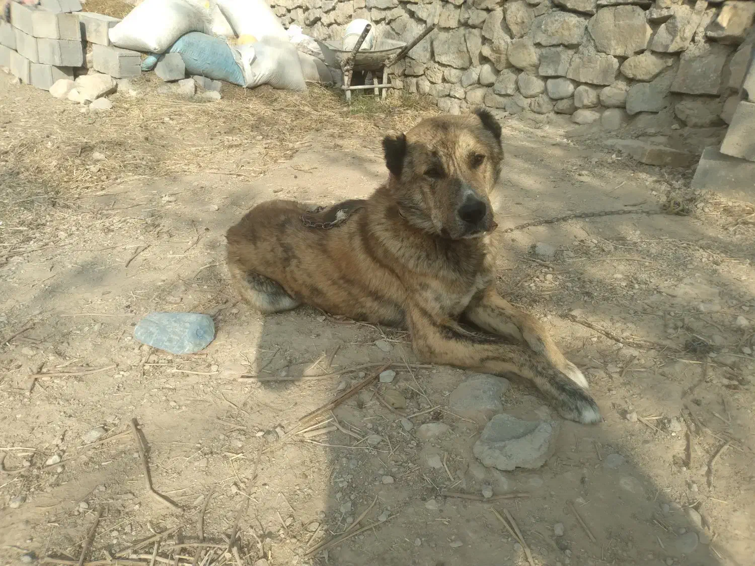 سگ خراسانی|سگ|شیروان (خراسان), |دیوار