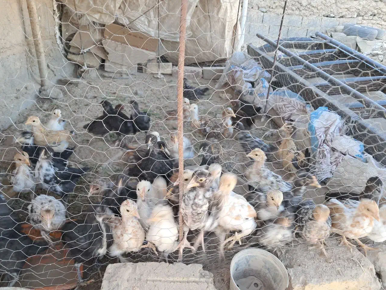 جوجه خزک|حیوانات مزرعه|قرقری, |دیوار