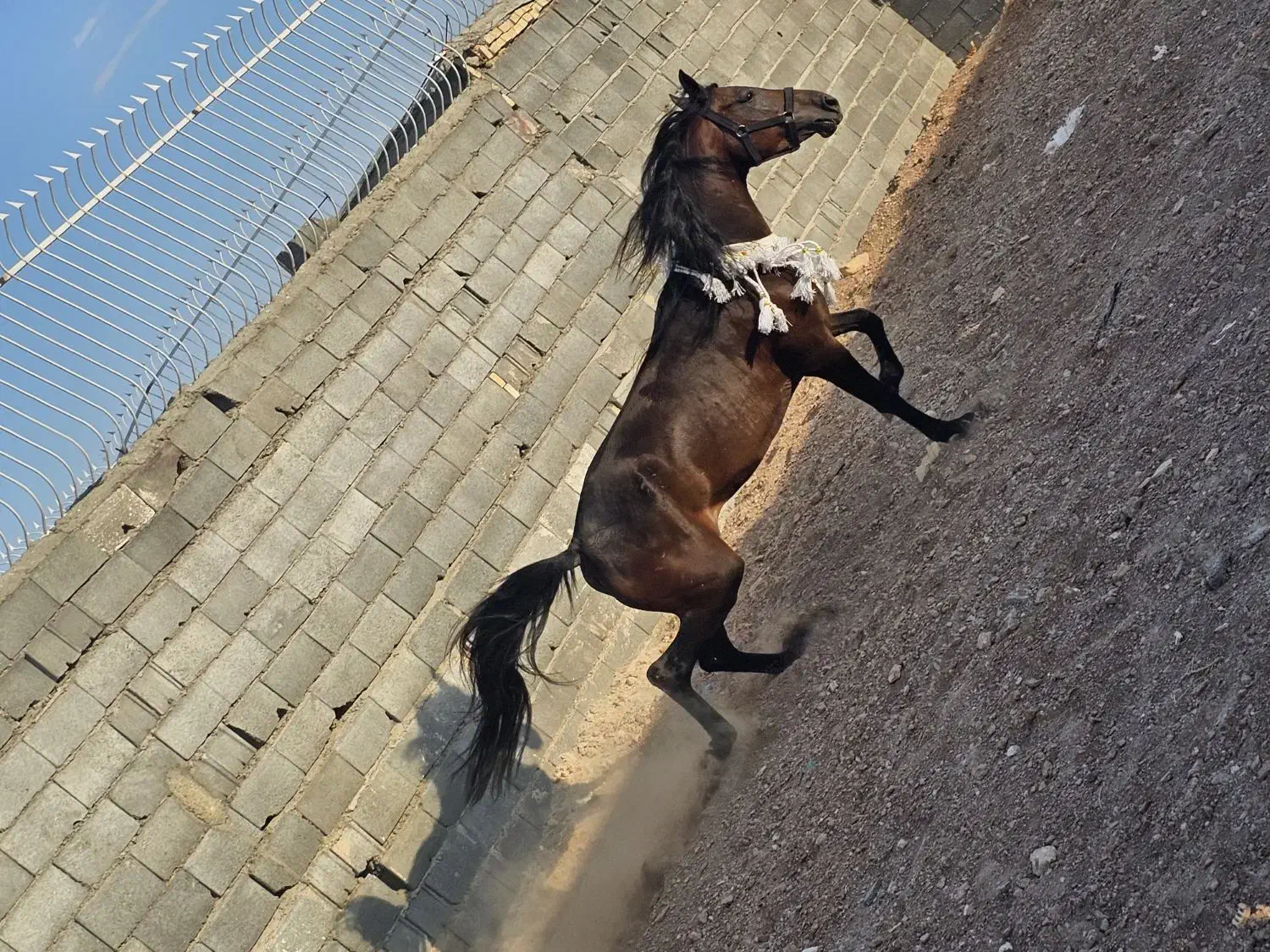 مادیان|اسب و تجهیزات اسب‌سواری|اصفهان, باغ دریاچه|دیوار