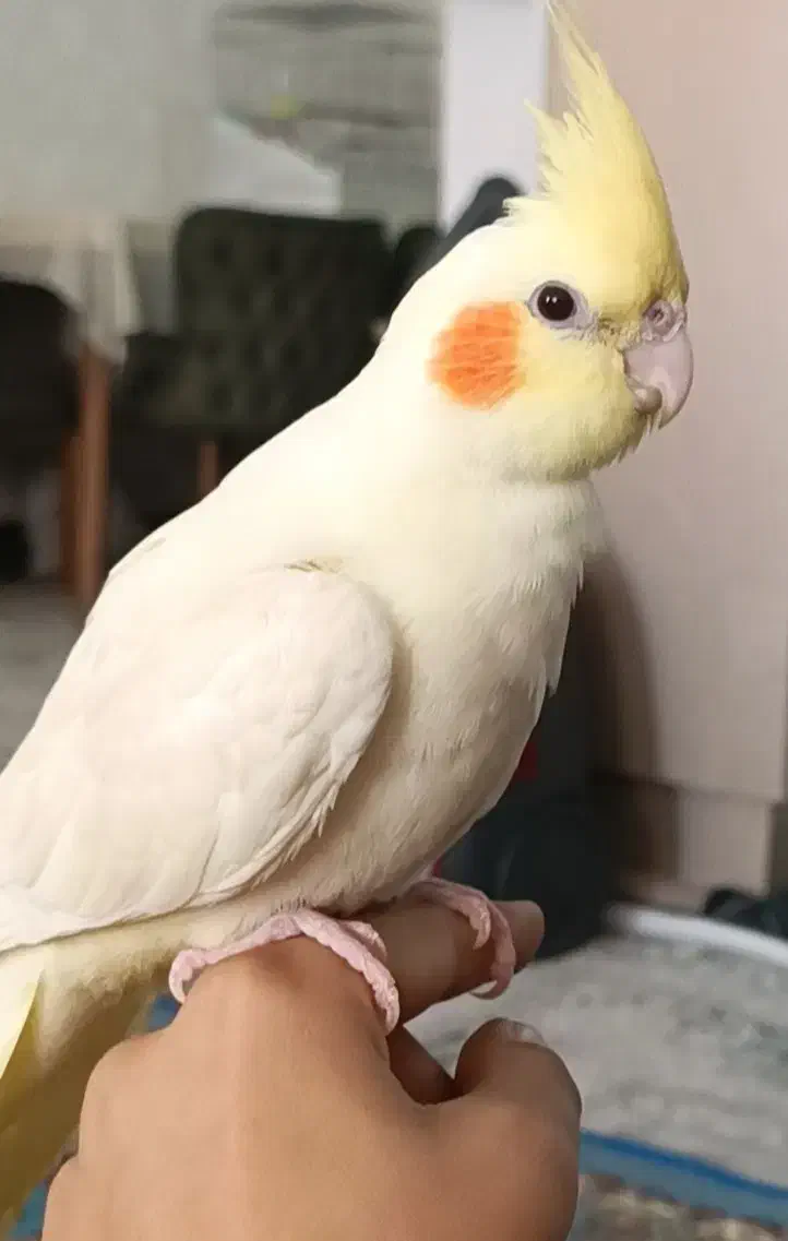 فروش جوجه عروس هلندی|پرنده|مرودشت, فاز دوم شهرک فرهنگیان|دیوار