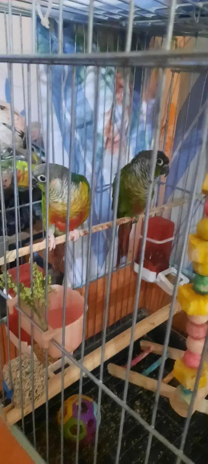 گرینچیک بندر جاسک|پرنده|جاسک, |دیوار