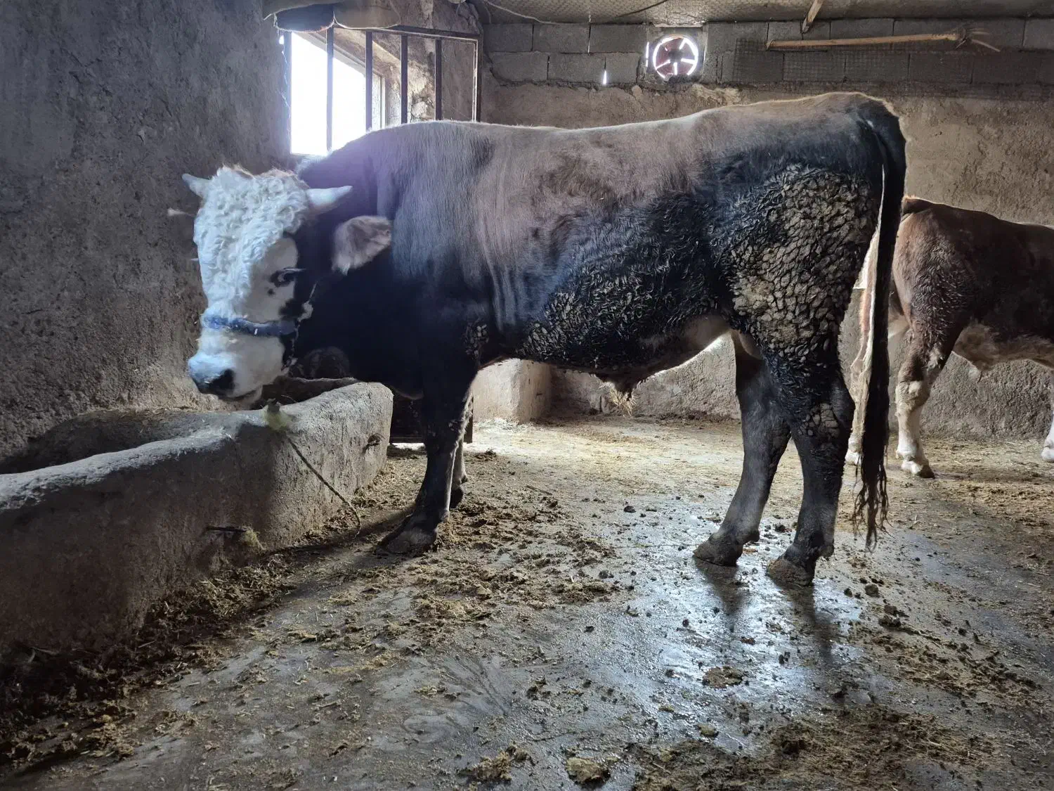 گوساله نر پرواری|حیوانات مزرعه|دره شهر, |دیوار