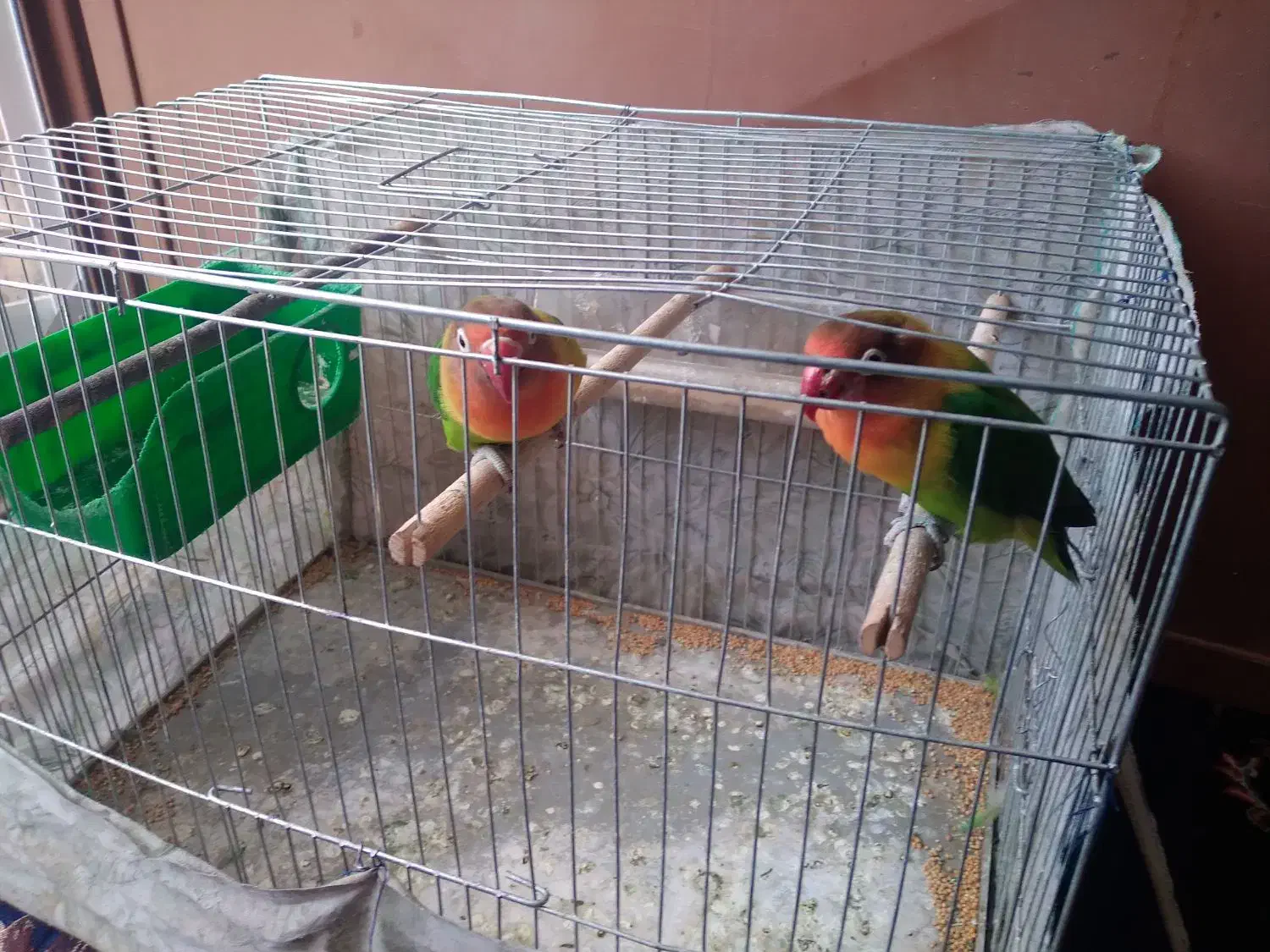 سلام طوطی گم شده|پرنده|لنجان, |دیوار