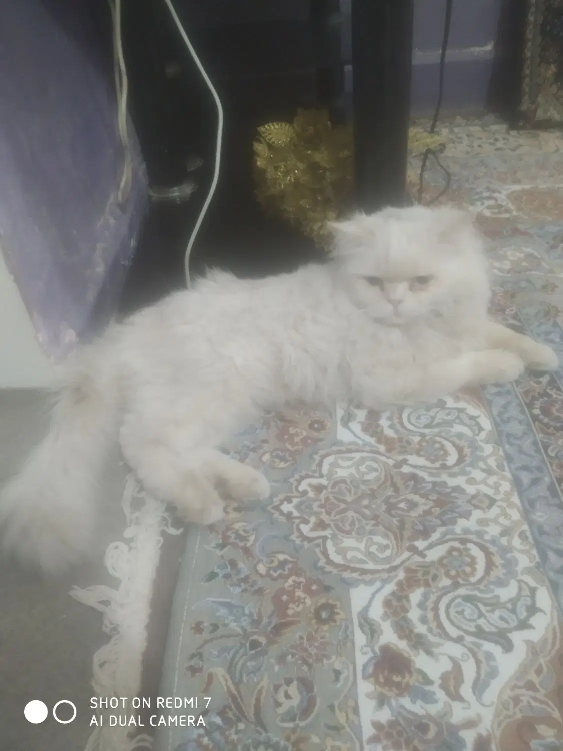 گربه|گربه|زاهدان, |دیوار