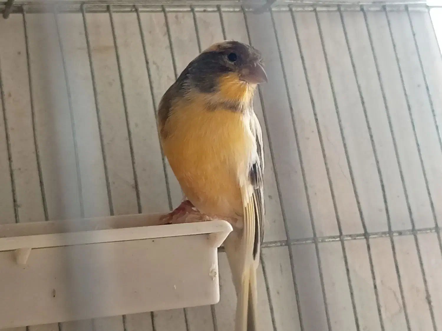 قناری نر و ماده|پرنده|ابهر, |دیوار