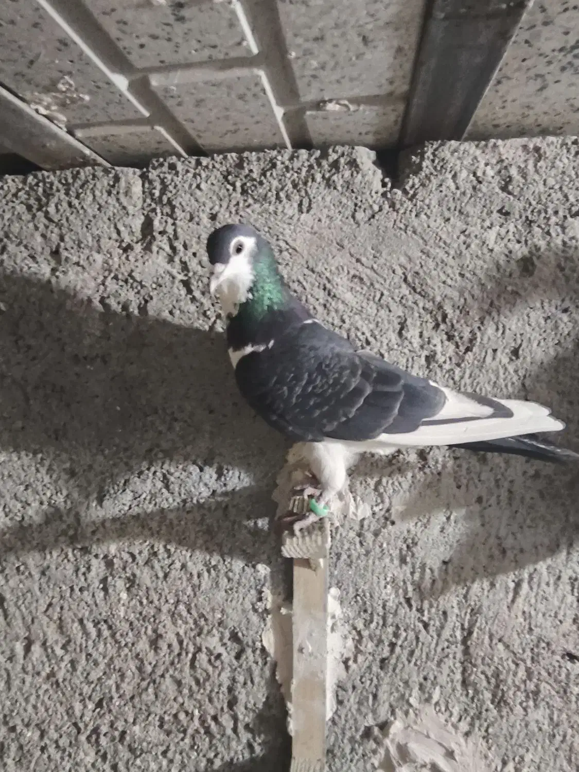 کفتر بوم|پرنده|مشهد, محمدآباد|دیوار