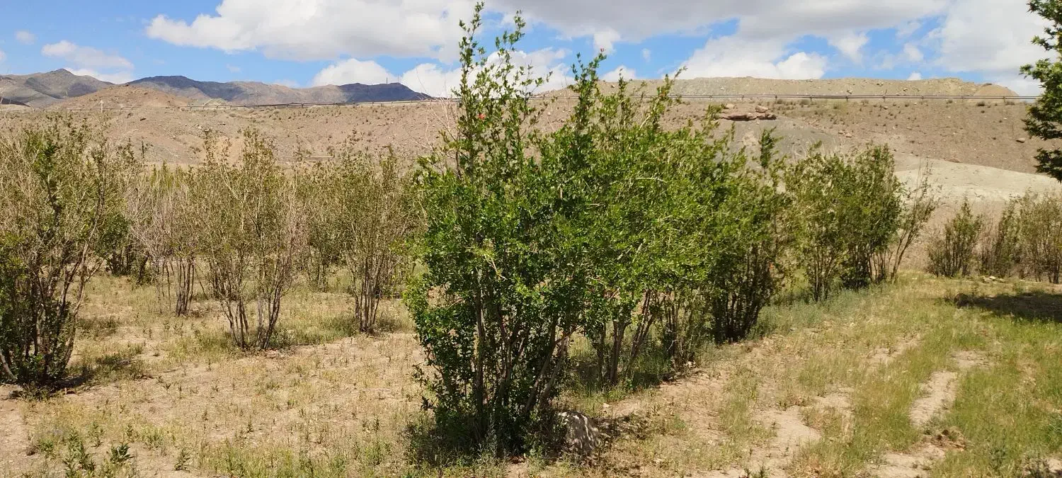 باغ انار بالش آباد|فروش زمین و ملک کلنگی|سبزوار, کراب|دیوار