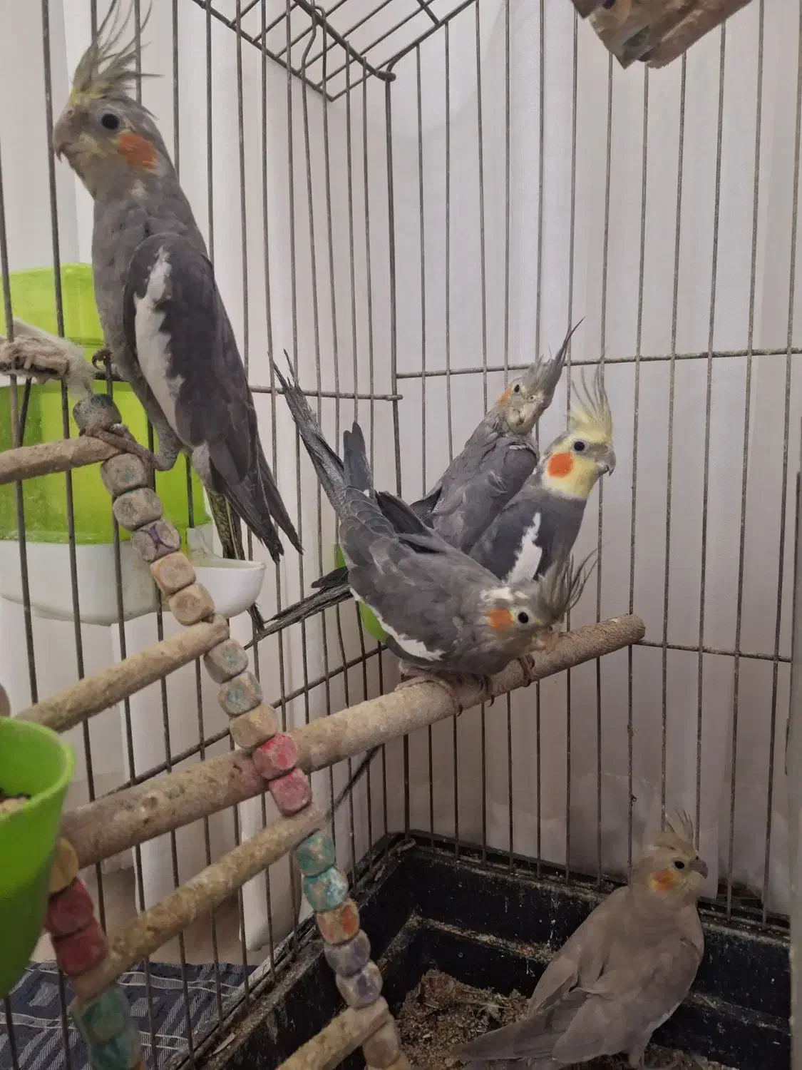 عروس هلندی|پرنده|کهریزک, |دیوار