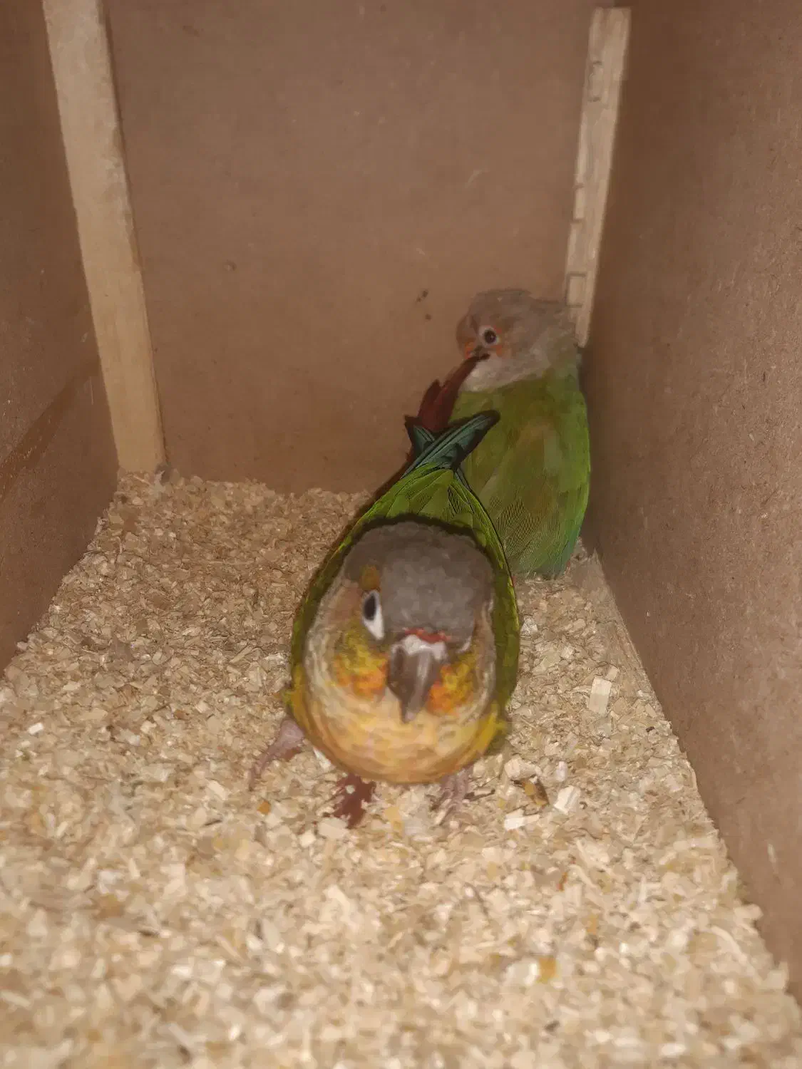 میز و گیرینچیک|میز و صندلی غذاخوری|مشهد, بهمن|دیوار