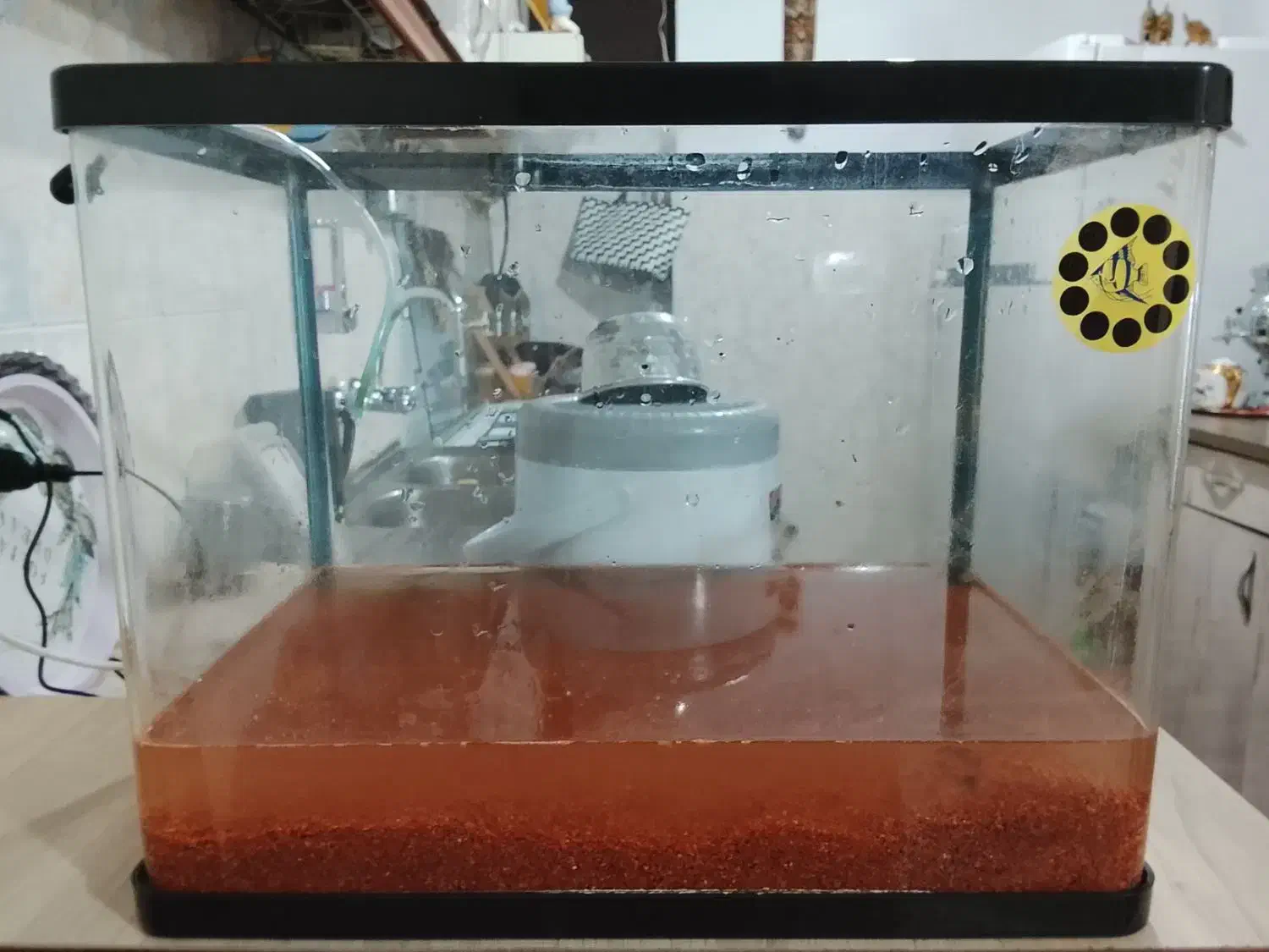 آکواریوم شیشه خم|ماهی|پاکدشت, پاکدشت (مامازند)|دیوار