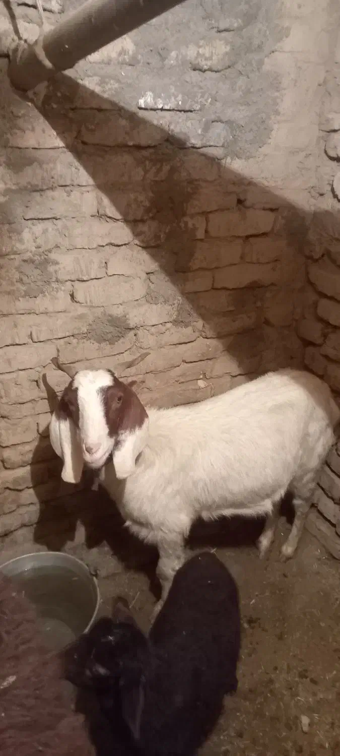 گوسفند|حیوانات مزرعه|طاغنکوه, |دیوار