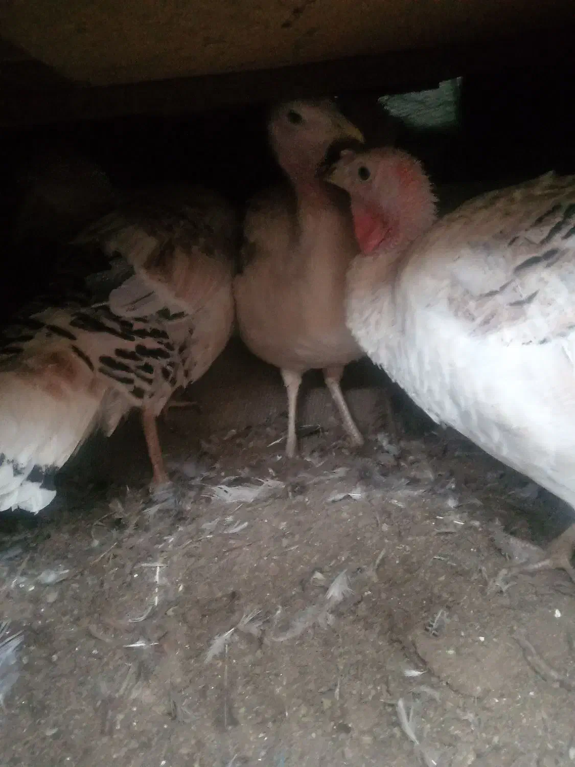 بوقلمون ماده تخمی|حیوانات مزرعه|بم, |دیوار