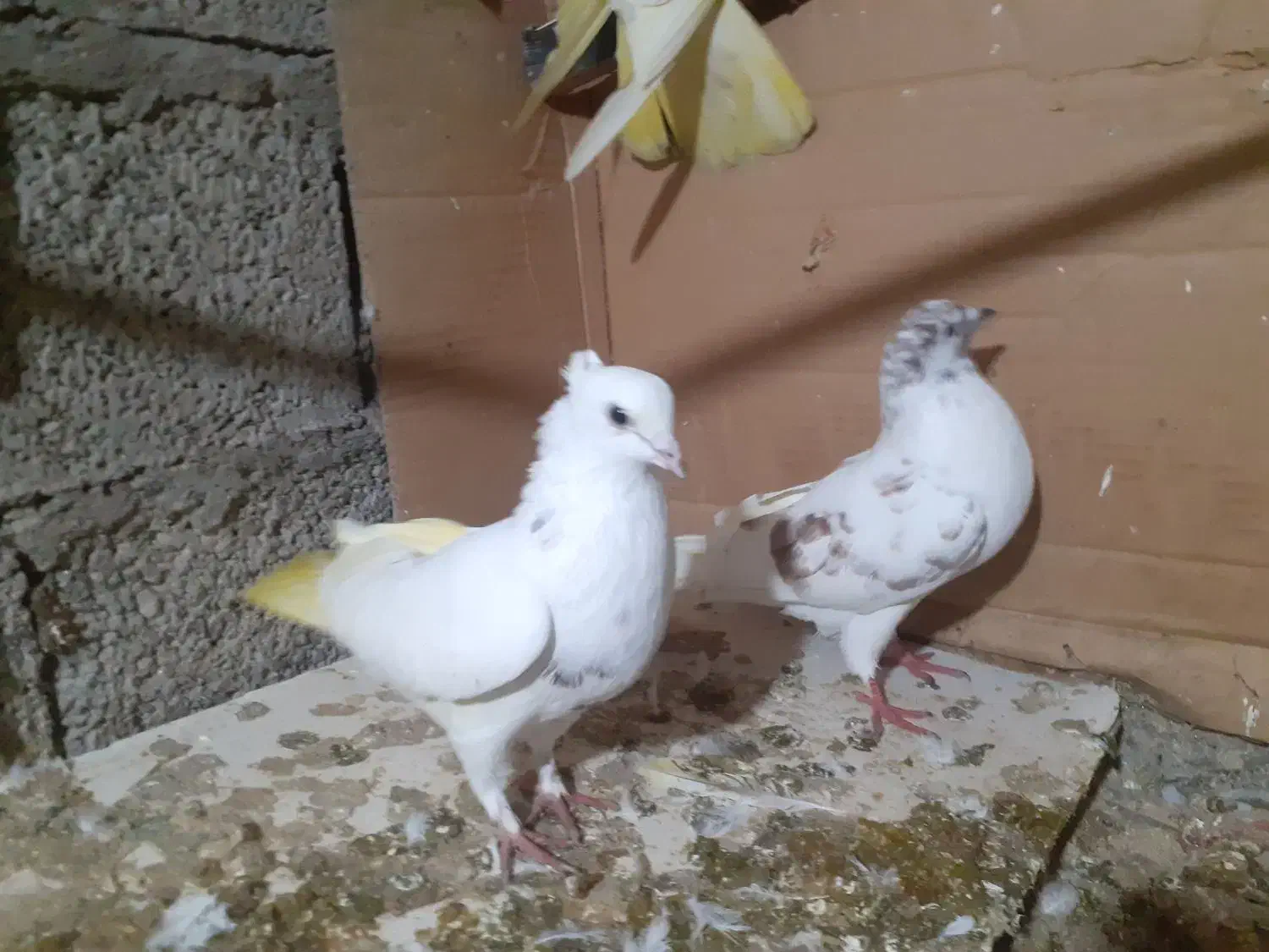 کبوتر|پرنده|رشت, پسیخان|دیوار